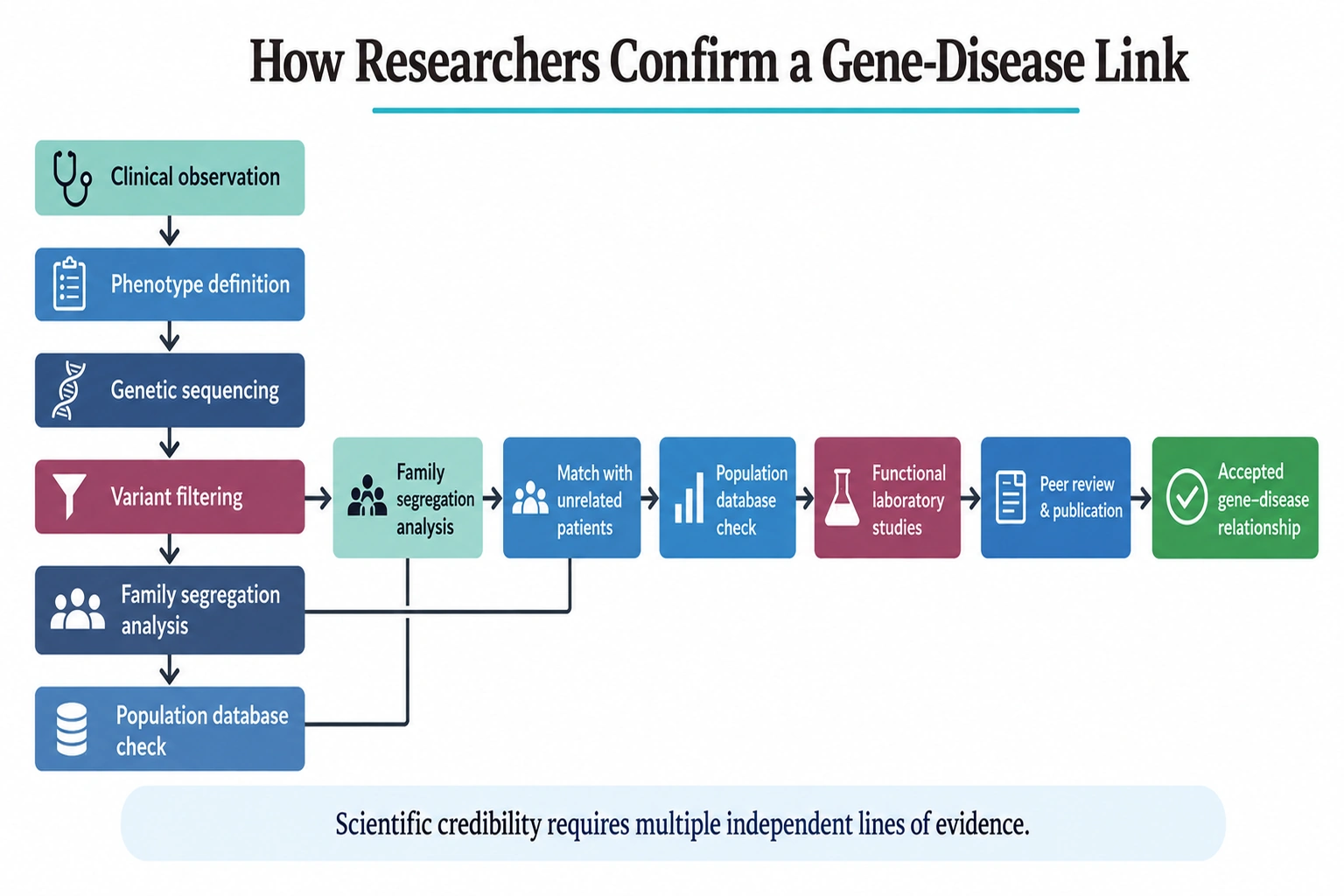 How a Gene-Disease Link Is Confirmed The Scientific Workflow