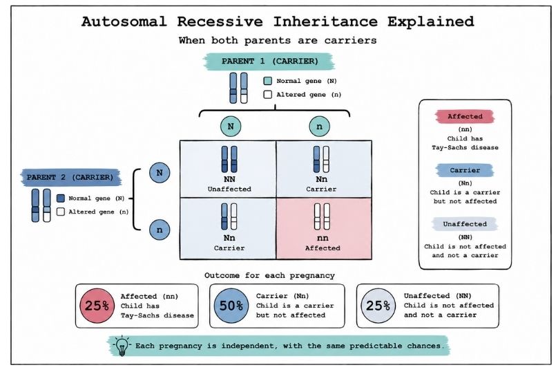 Autosomal Recessive Inheritance Explained