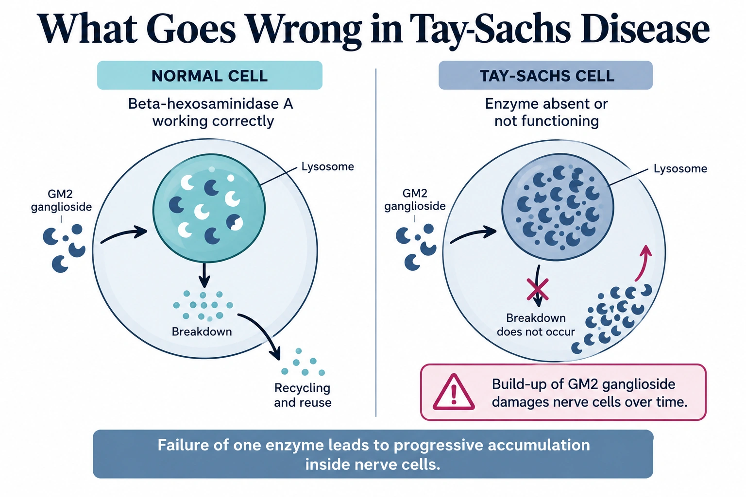 What goes wrong in Tay Sachs Disease