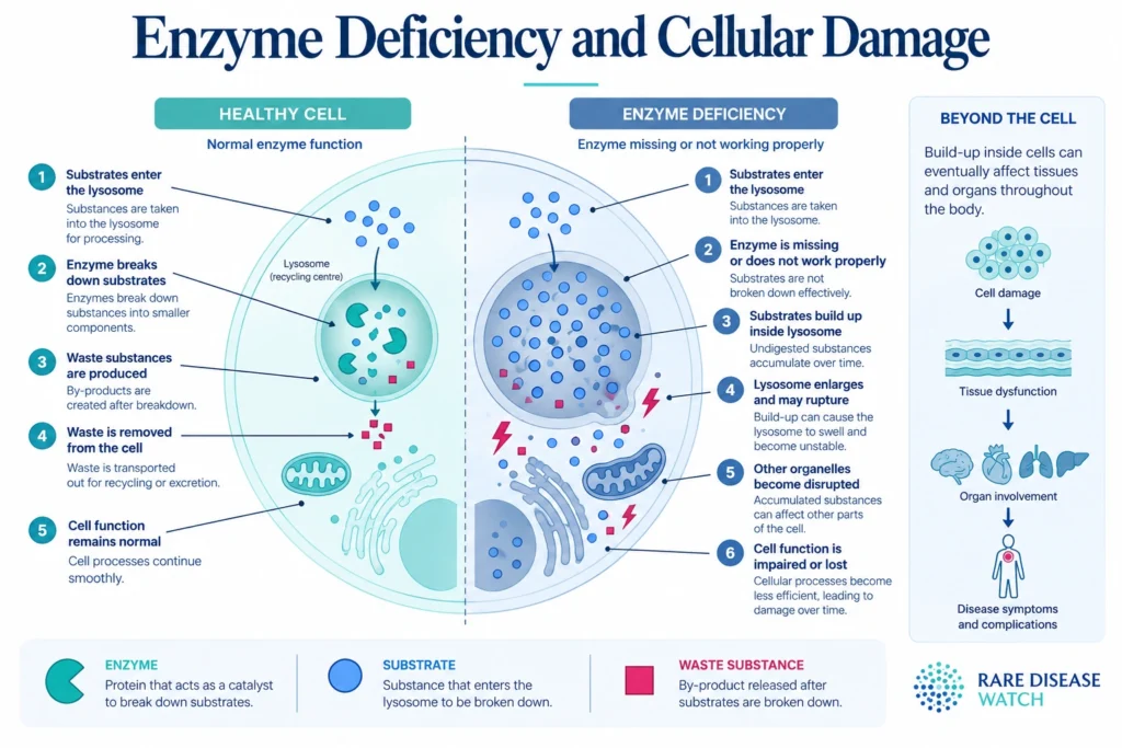 Enzyme Deficiency and Cellular Damage