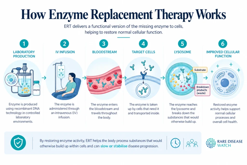 How Enzyme Replacement Therapy Works